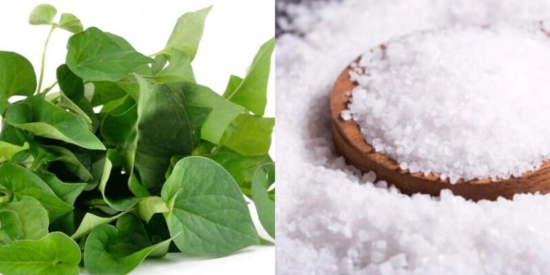 Trị mụn bằng rau diếp cá và muối biển